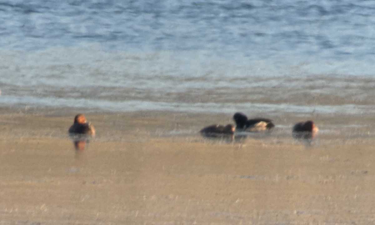 Ring-necked Duck - ML621632122