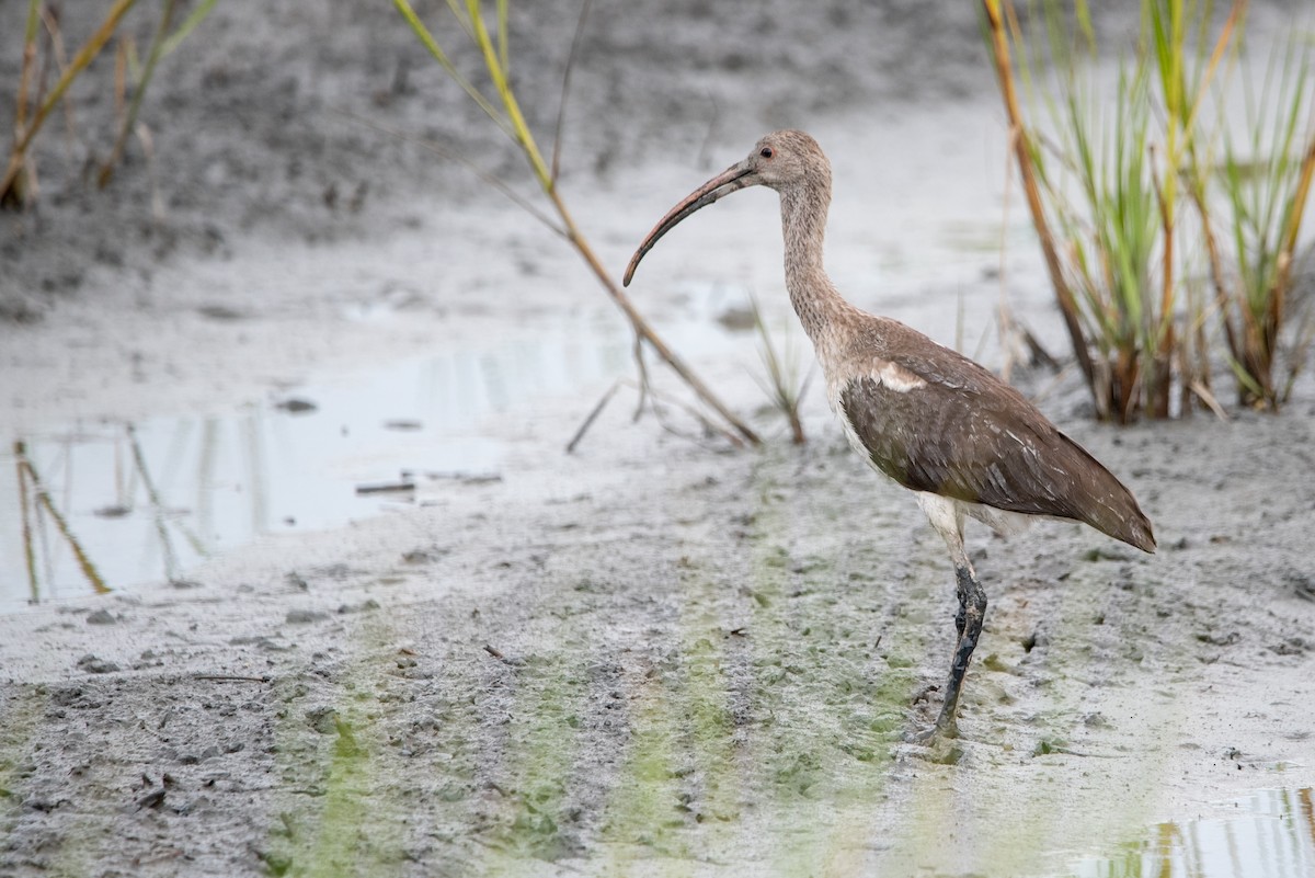 ibis bílý - ML621632129