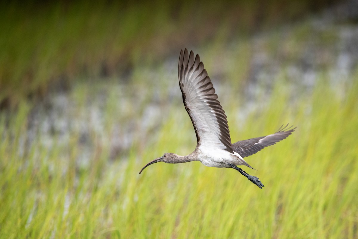 ibis bílý - ML621632134