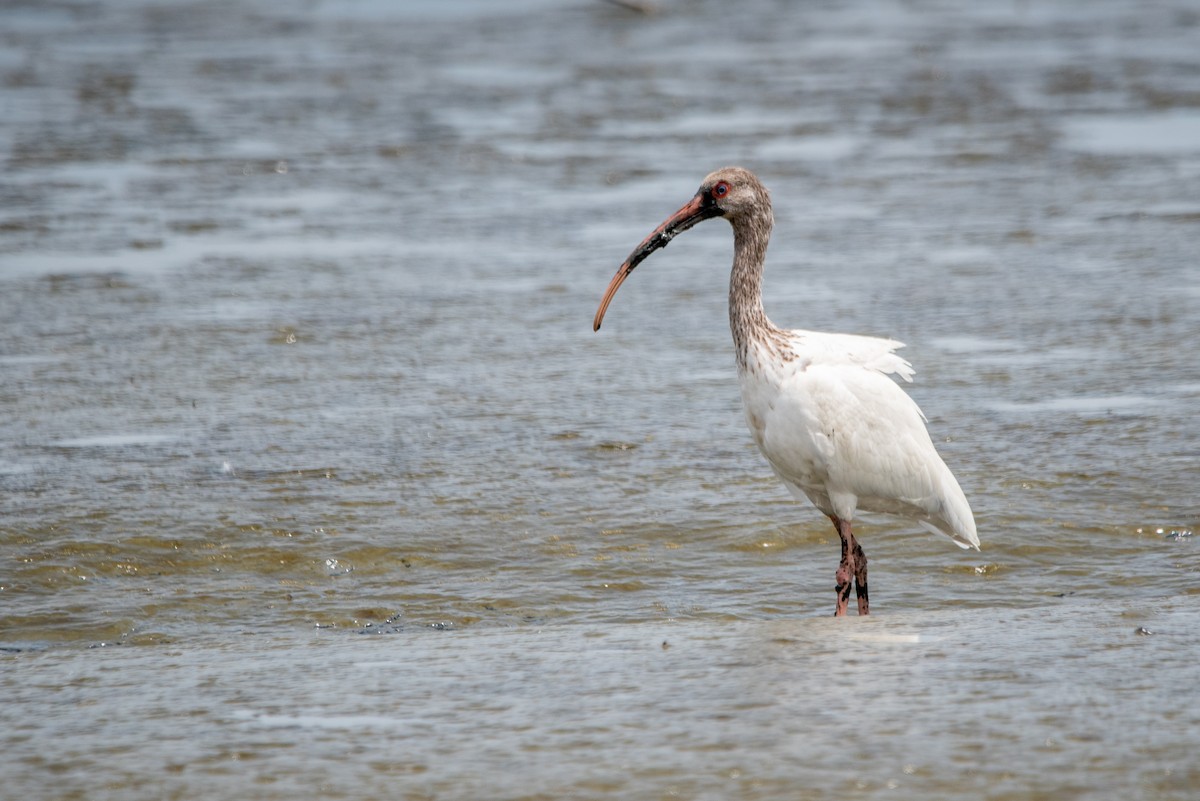 ibis bílý - ML621632142