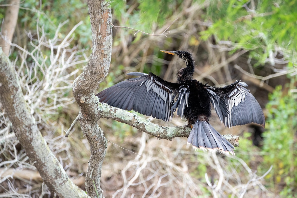 anhinga americká - ML621632172