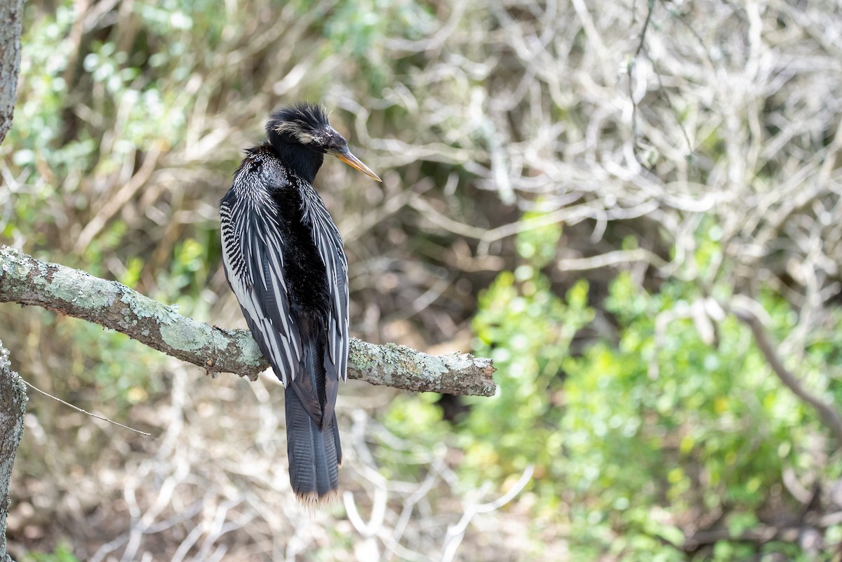 anhinga americká - ML621632174