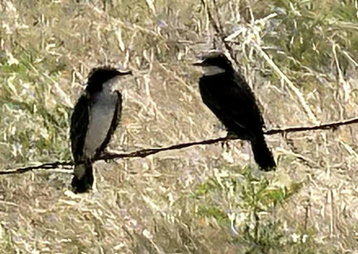 Eastern Kingbird - ML621632179