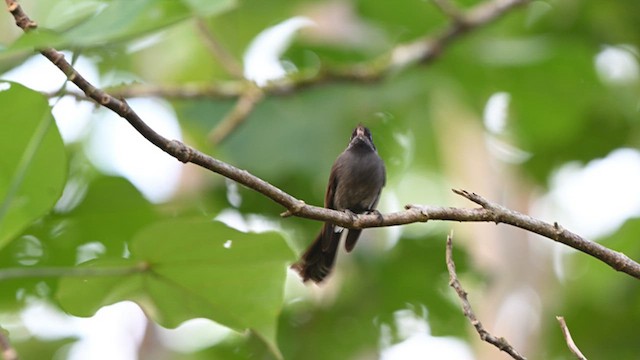 Samoan Fantail - ML621632182