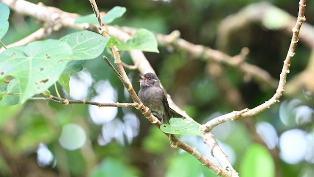 Samoan Fantail - ML621632185