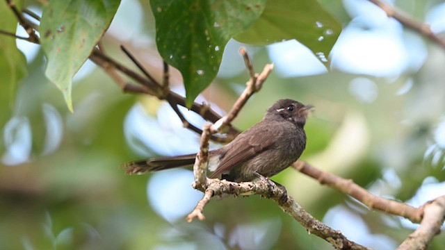 Samoan Fantail - ML621632189