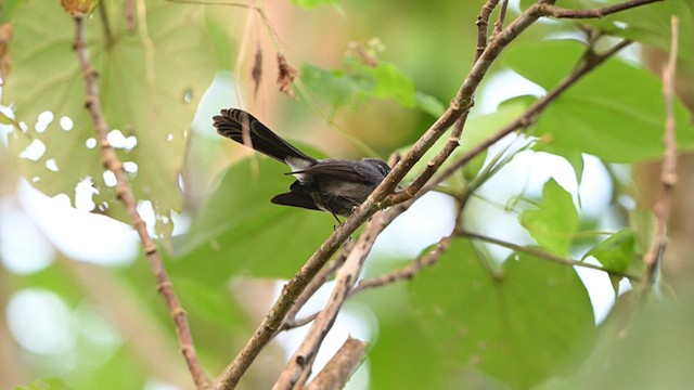 Samoan Fantail - ML621632190