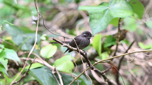 Samoan Fantail - ML621632191