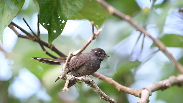 Samoan Fantail - ML621632193