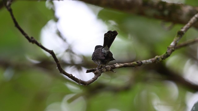 Samoan Fantail - ML621632196