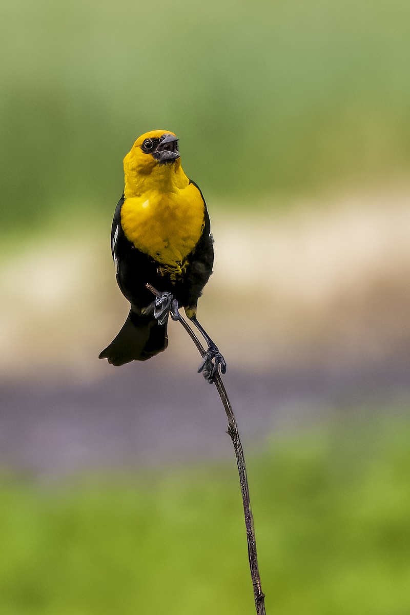 Yellow-headed Blackbird - ML621632224