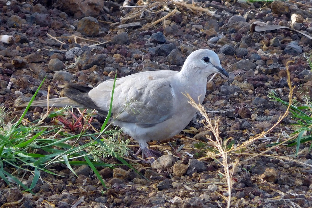 African Collared-Dove (Domestic type or Ringed Turtle-Dove) - ML621632231