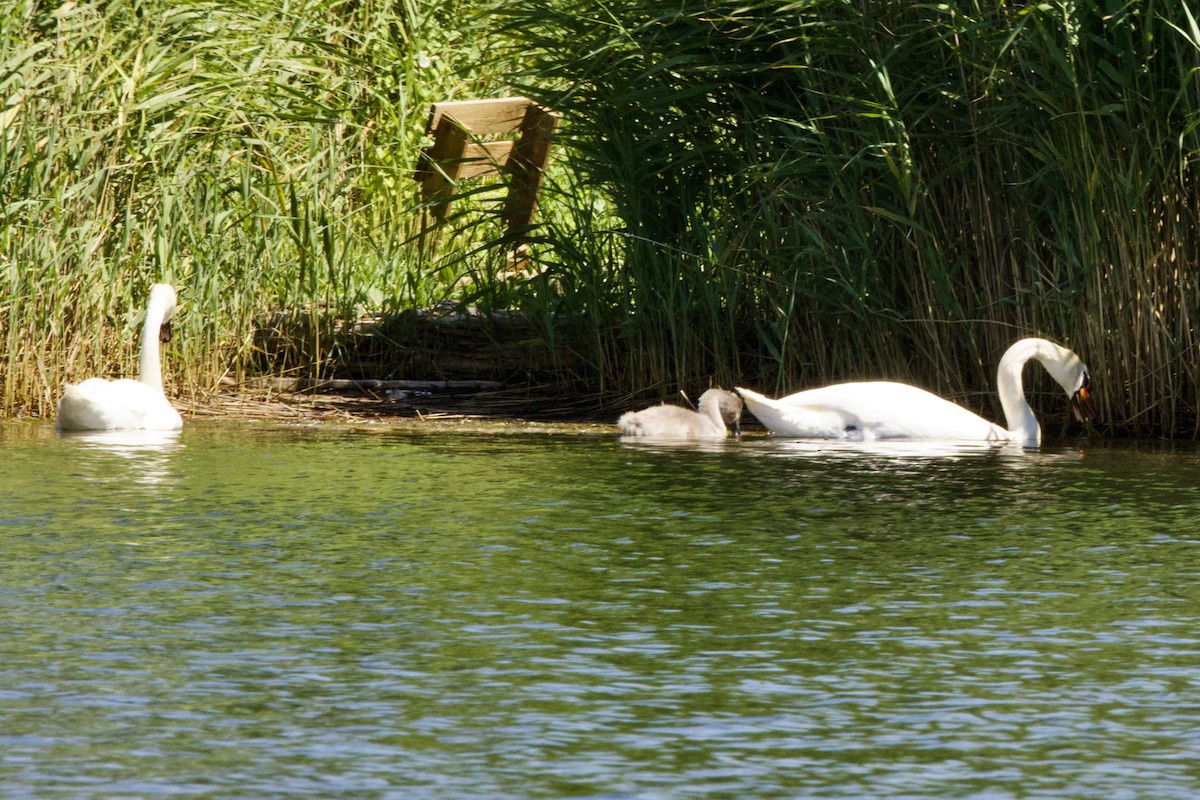 Mute Swan - ML621632256