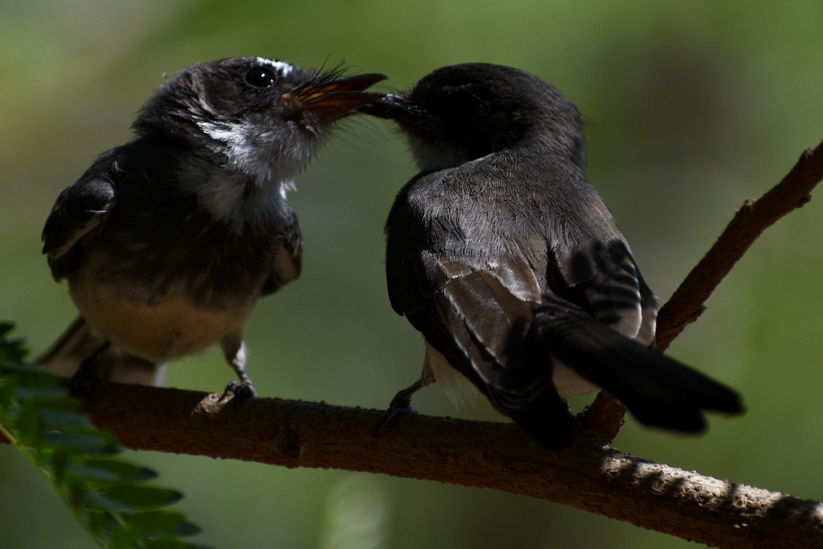 Northern Fantail - ML621632343