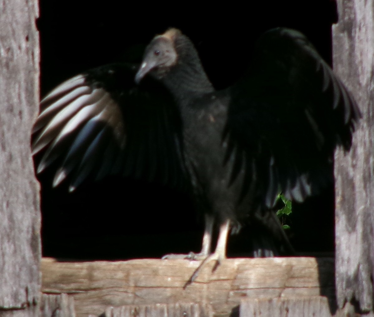 Black Vulture - ML621632358