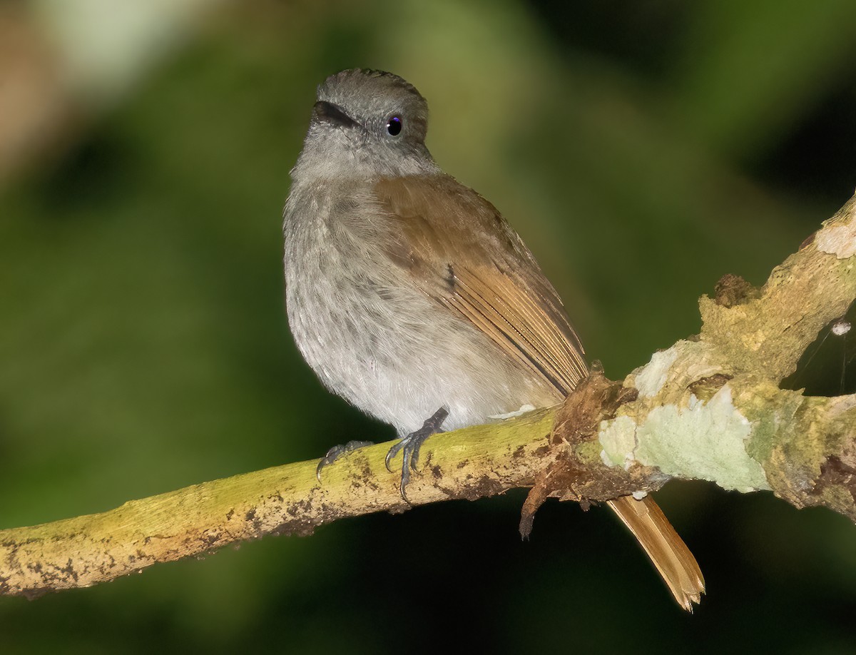 Flores Jungle Flycatcher - ML621632383