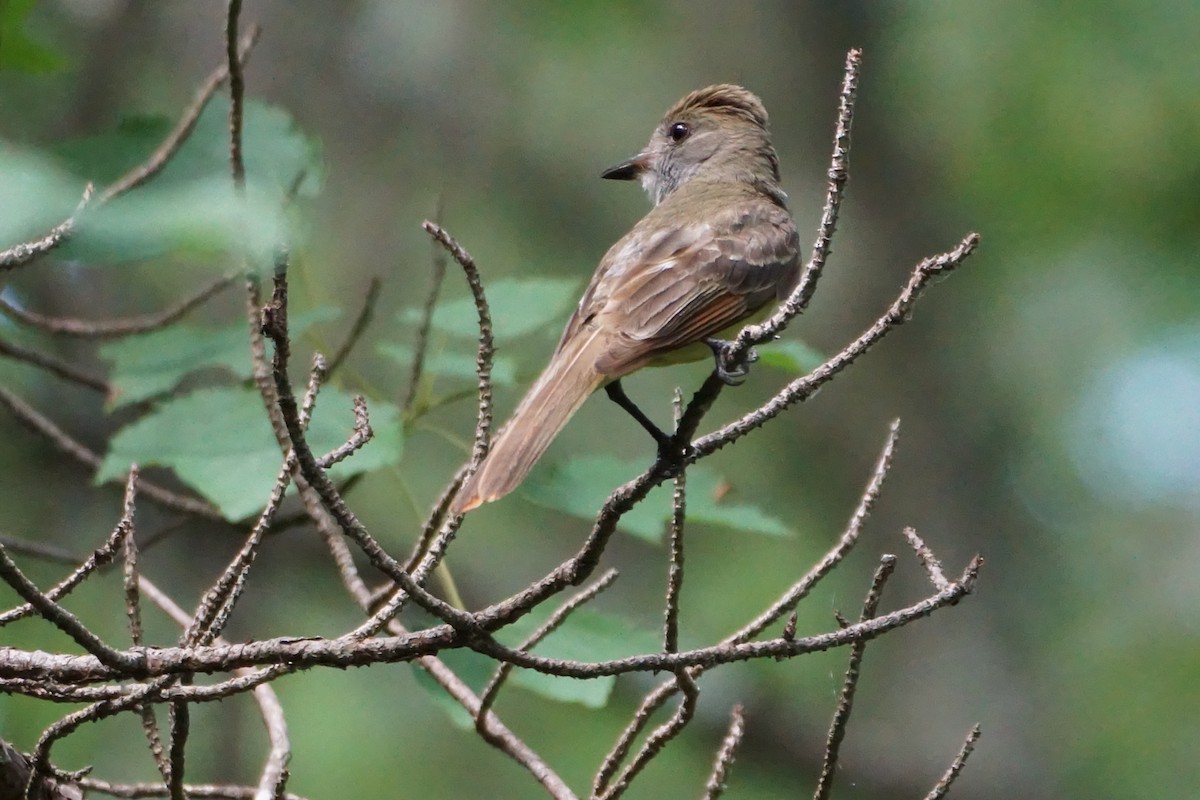 Great Crested Flycatcher - ML621632458