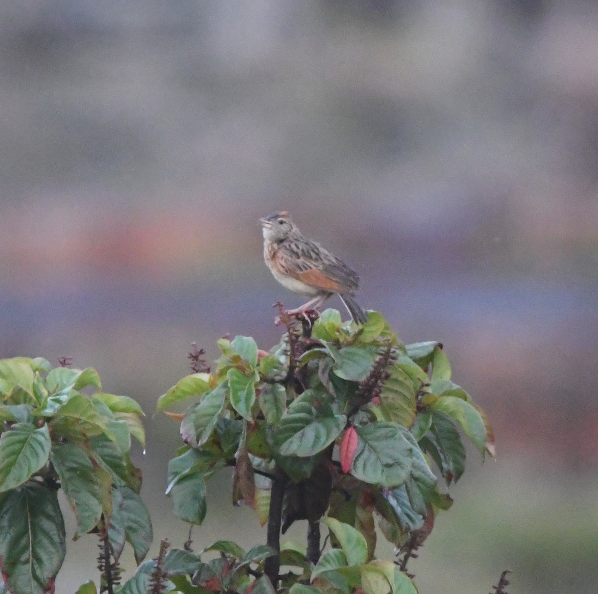 Rufous-naped Lark - ML621632497