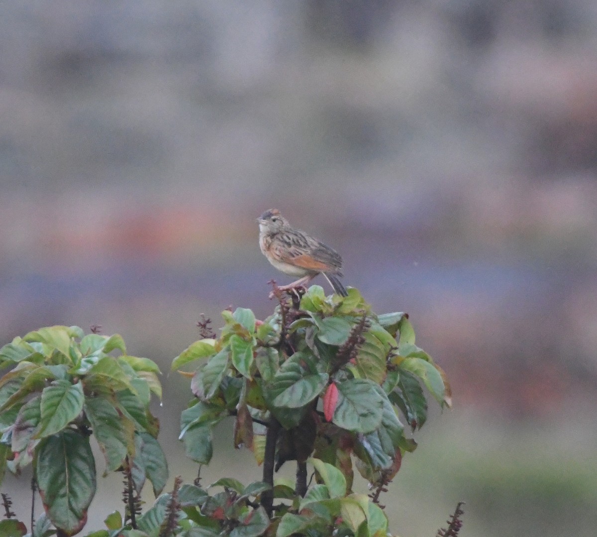 Rufous-naped Lark - ML621632506