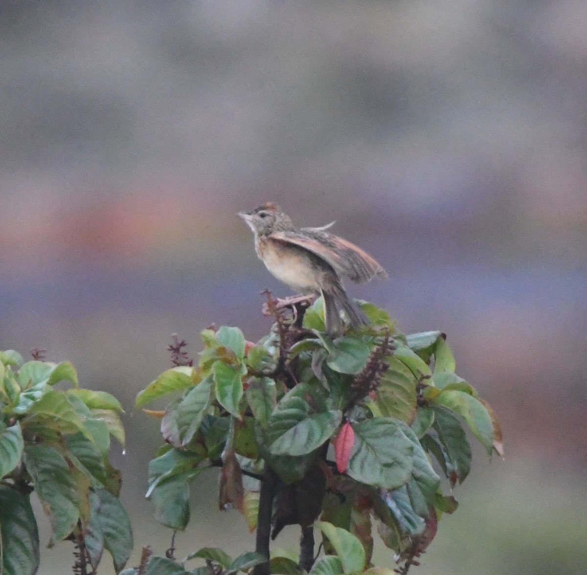 Rufous-naped Lark - ML621632509