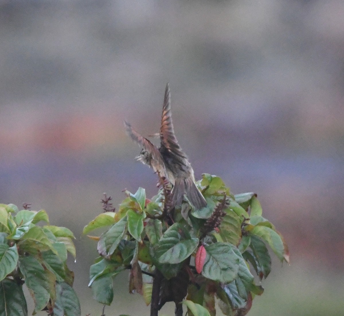 Rufous-naped Lark - ML621632516