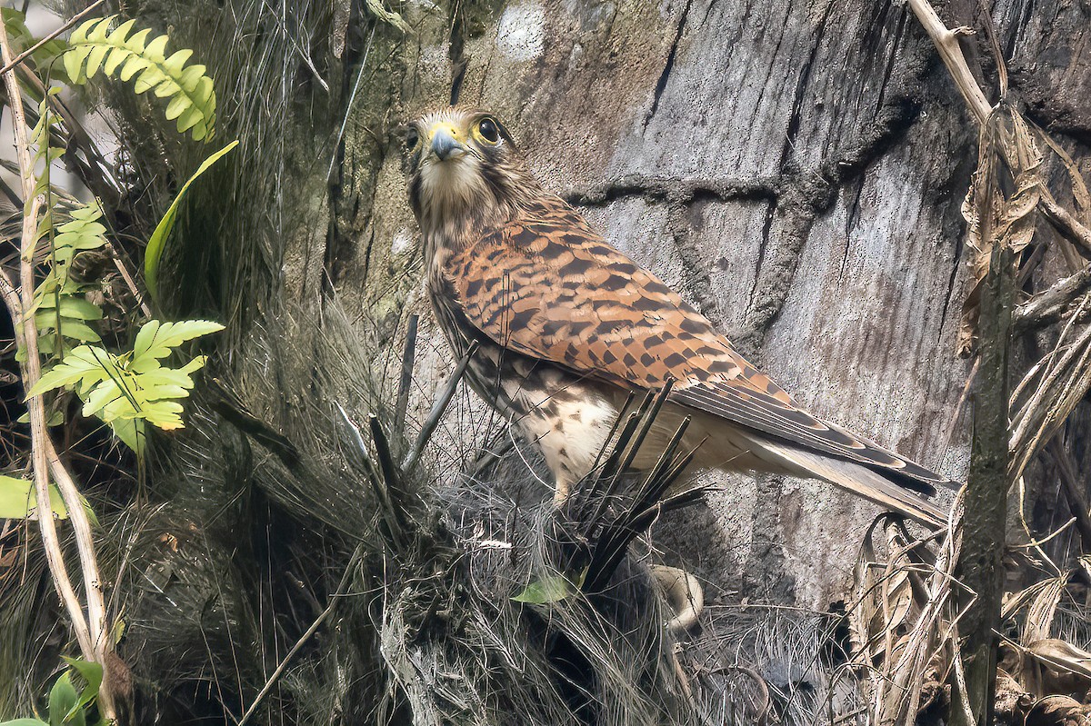 Spotted Kestrel - ML621632622