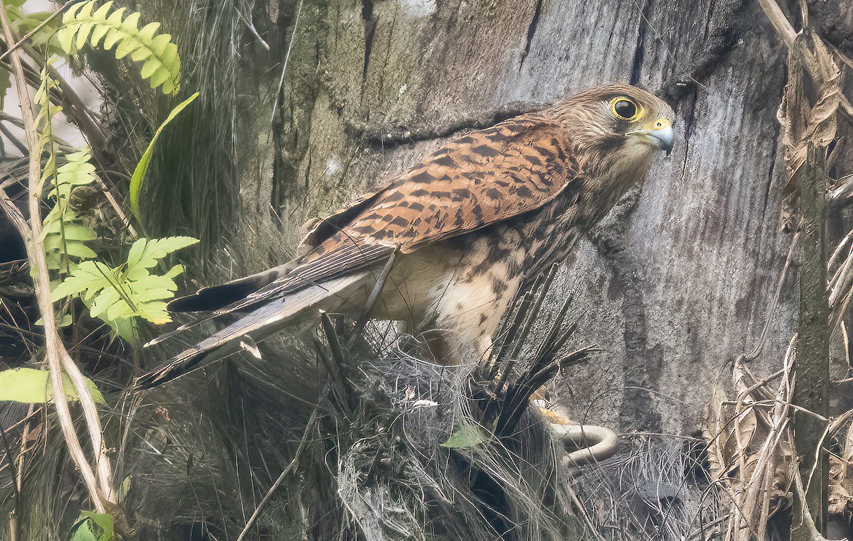 Spotted Kestrel - Mark Chappell