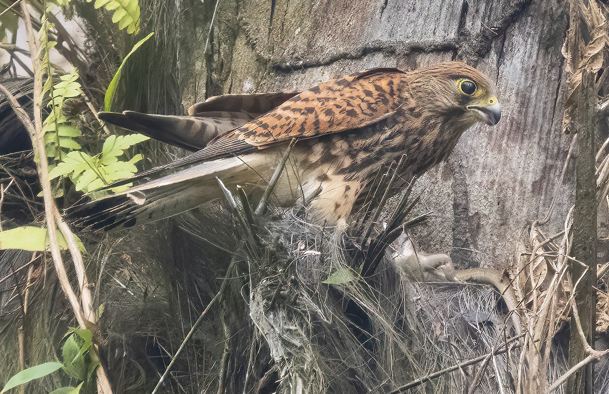 Spotted Kestrel - ML621632624