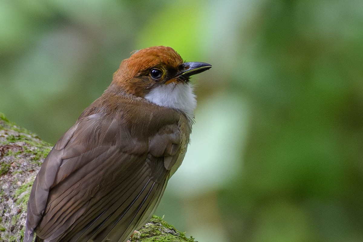 Rufous-crowned Laughingthrush - Anonymous