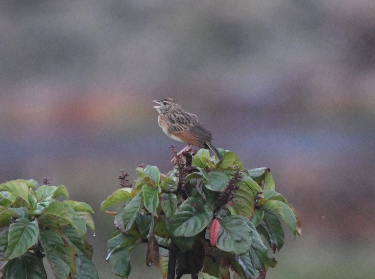 Rufous-naped Lark - ML621632682