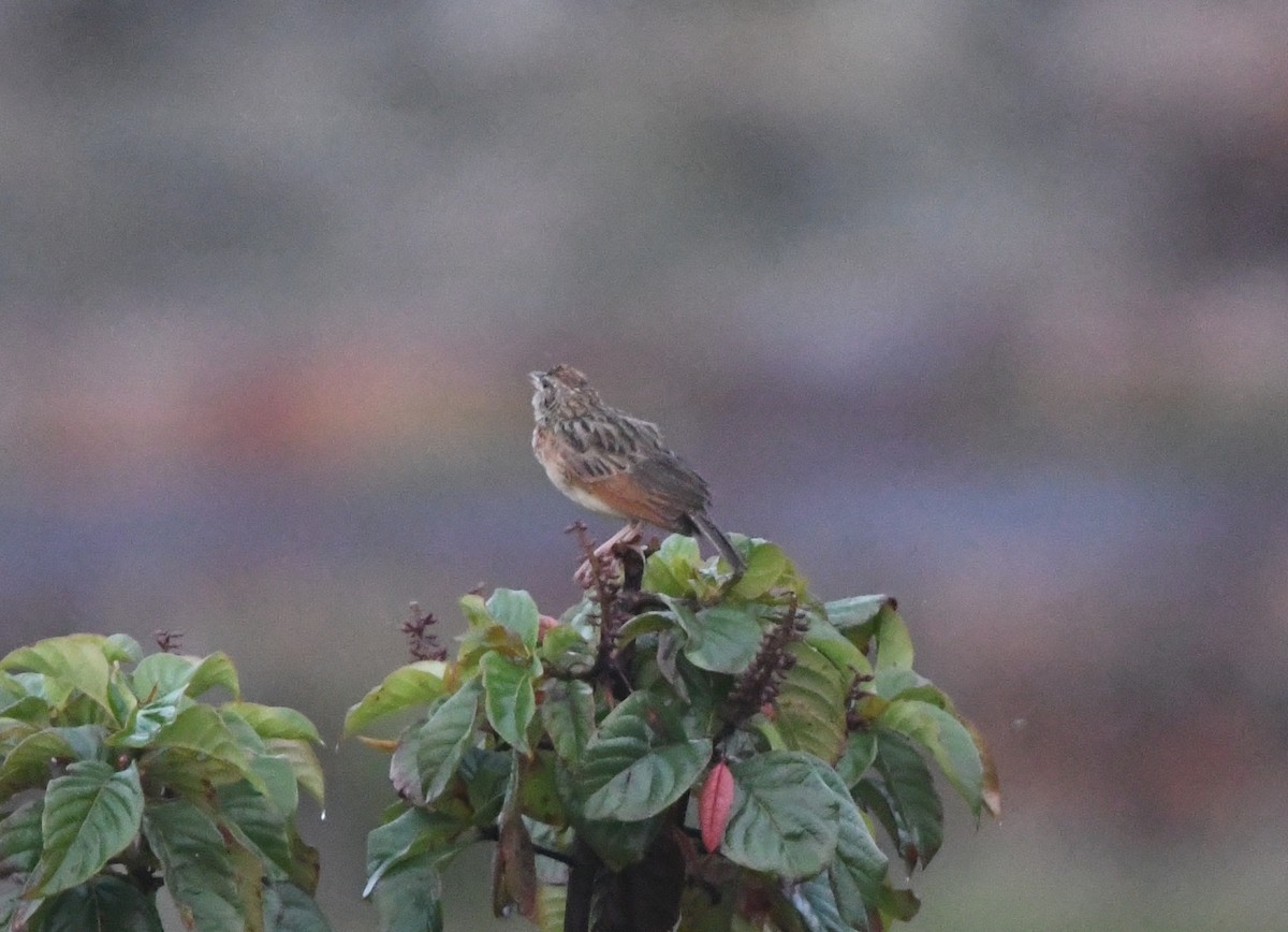 Rufous-naped Lark - ML621632687