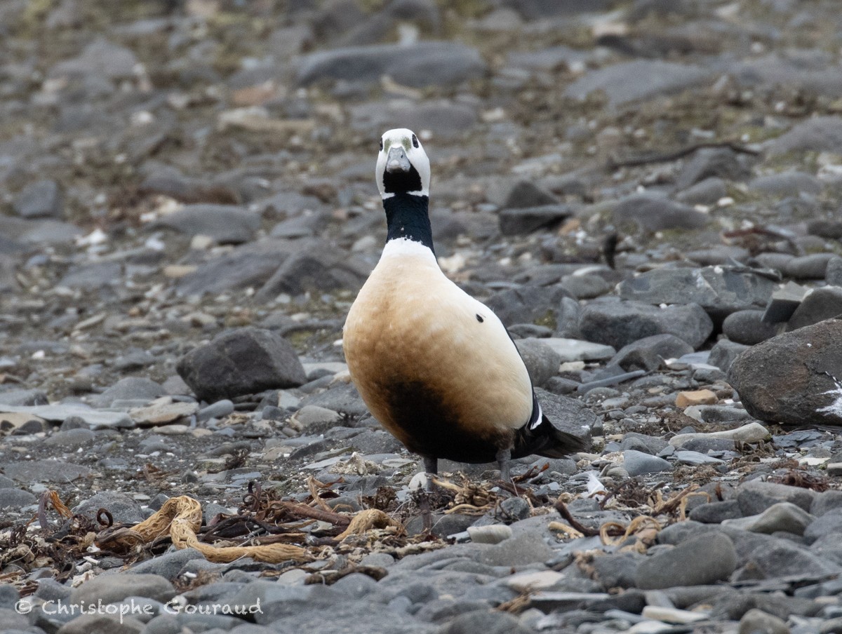 Steller's Eider - ML621632782