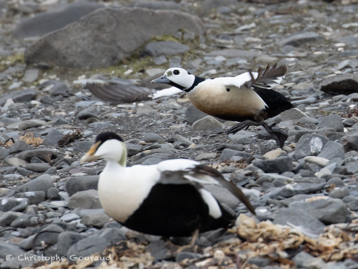 Steller's Eider - ML621632783