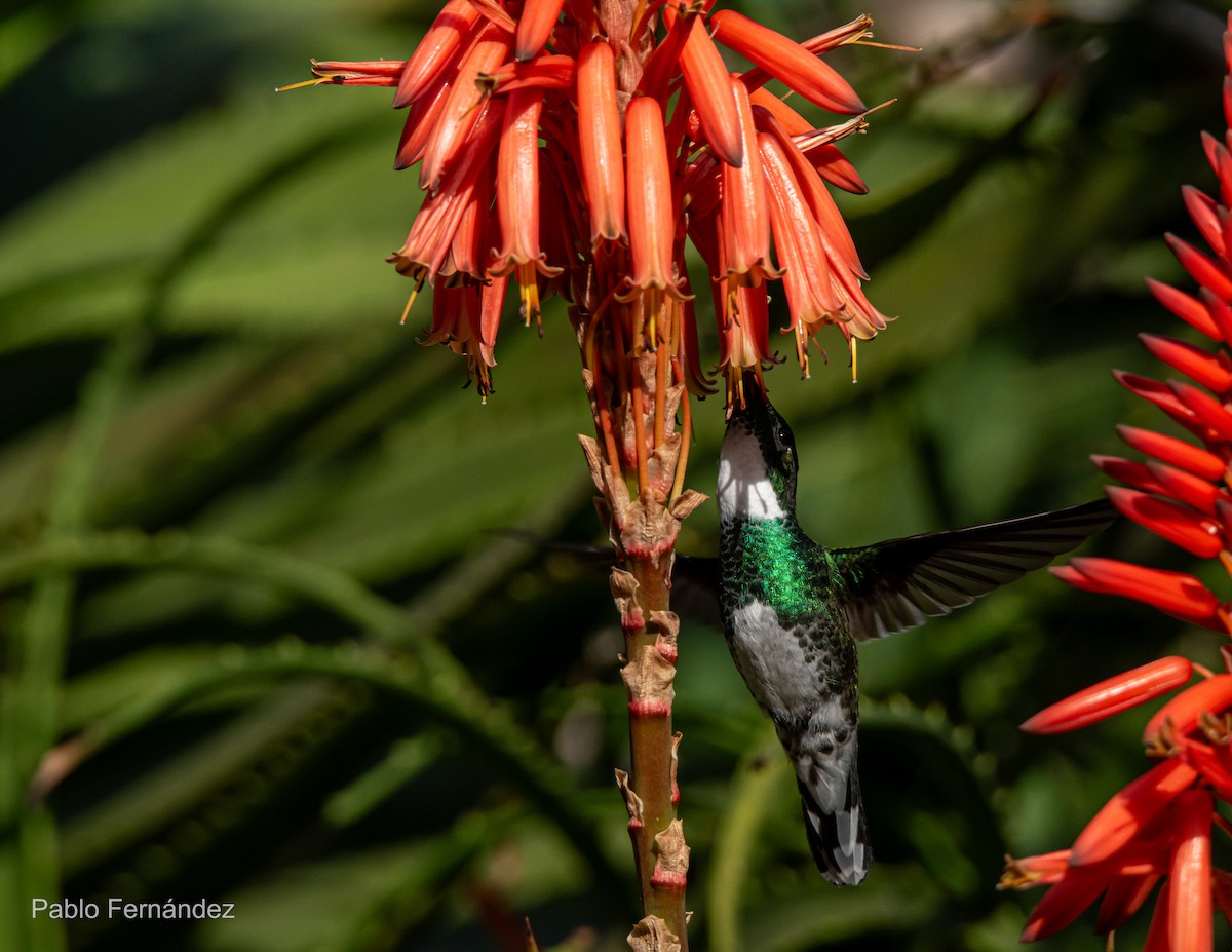 White-throated Hummingbird - ML621632847