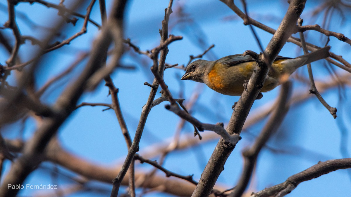 Blue-and-yellow Tanager - ML621632854