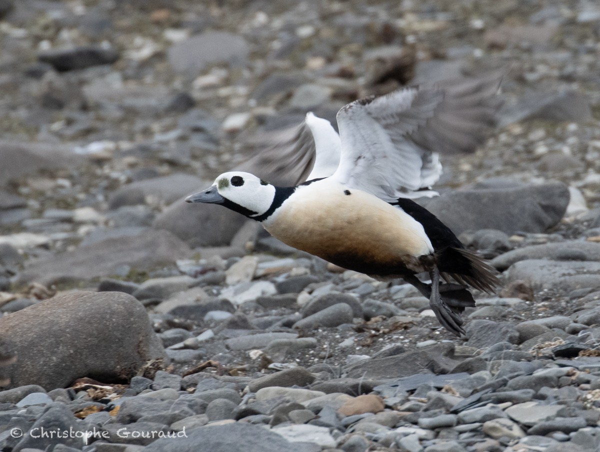 Steller's Eider - Christophe Gouraud