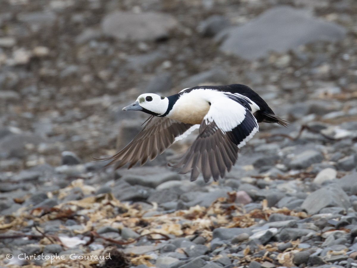 Steller's Eider - ML621632856