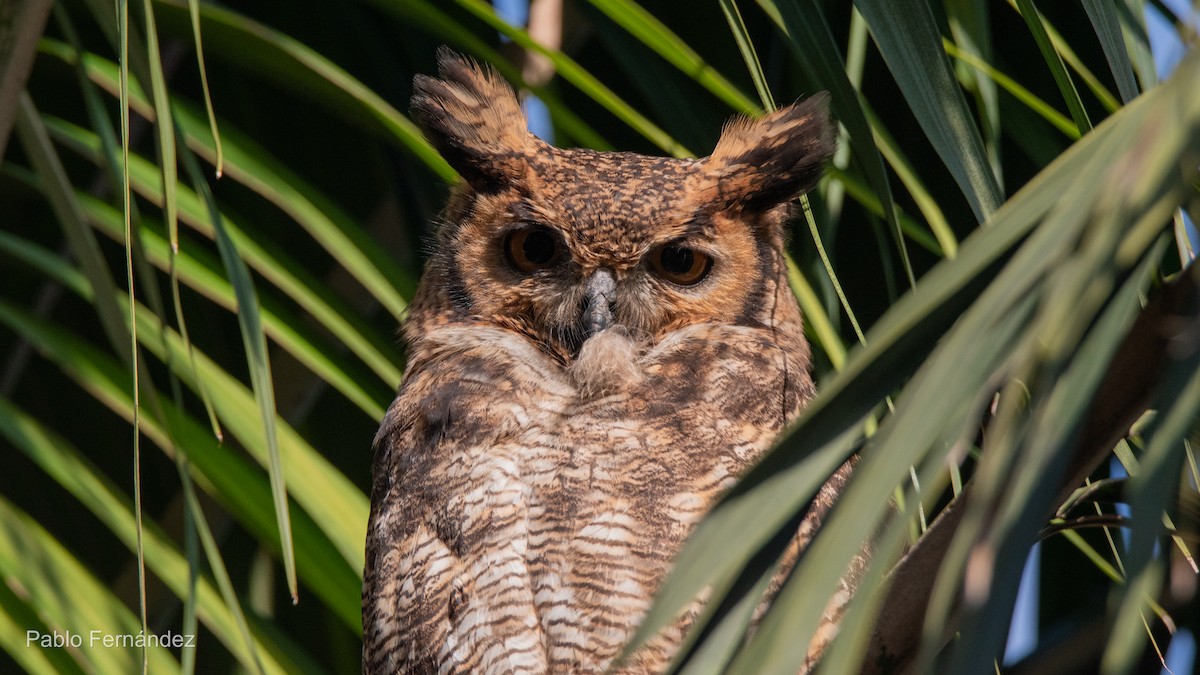 Great Horned Owl - ML621632866