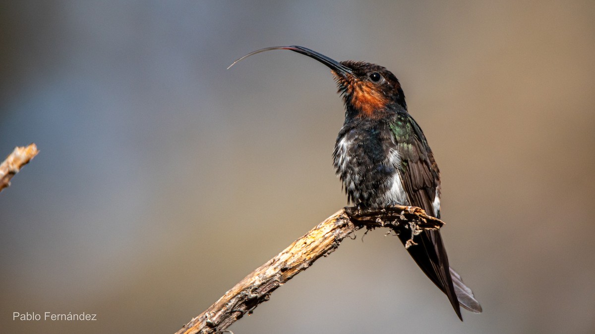 Colibrí Negro - ML621632873