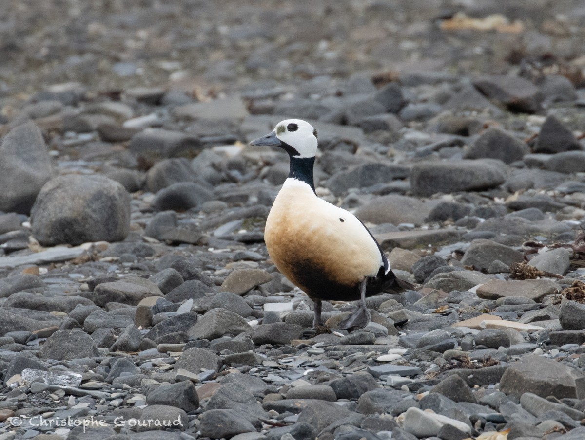 Steller's Eider - ML621632895