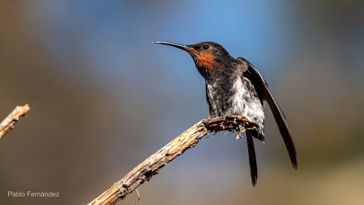 Colibrí Negro - ML621632898