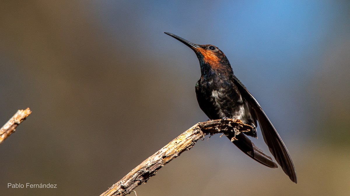 Colibrí Negro - ML621632899