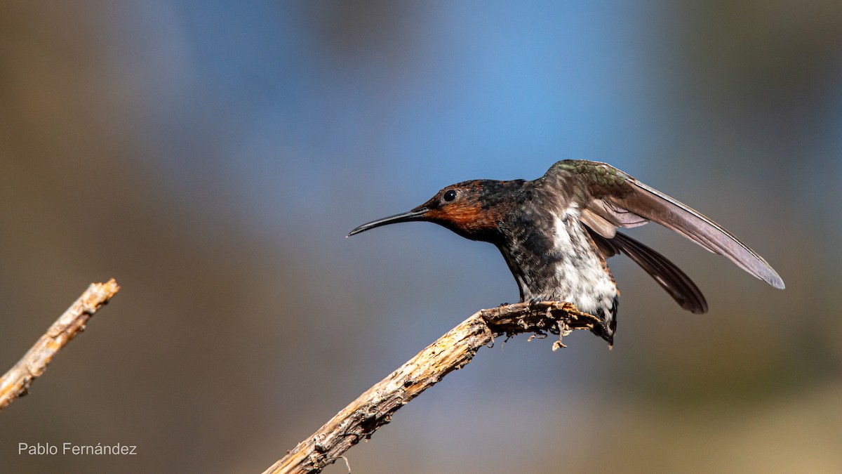 Colibrí Negro - ML621632901