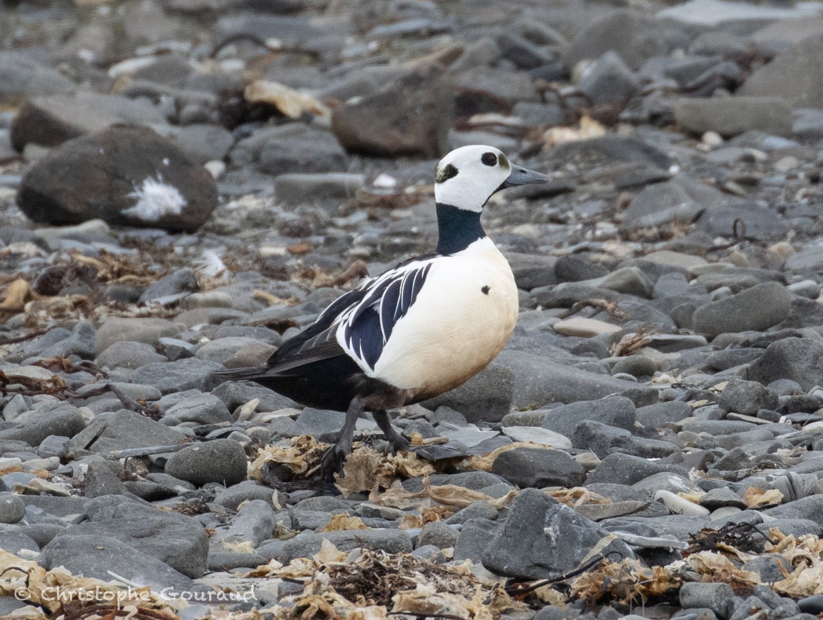 Steller's Eider - ML621632909