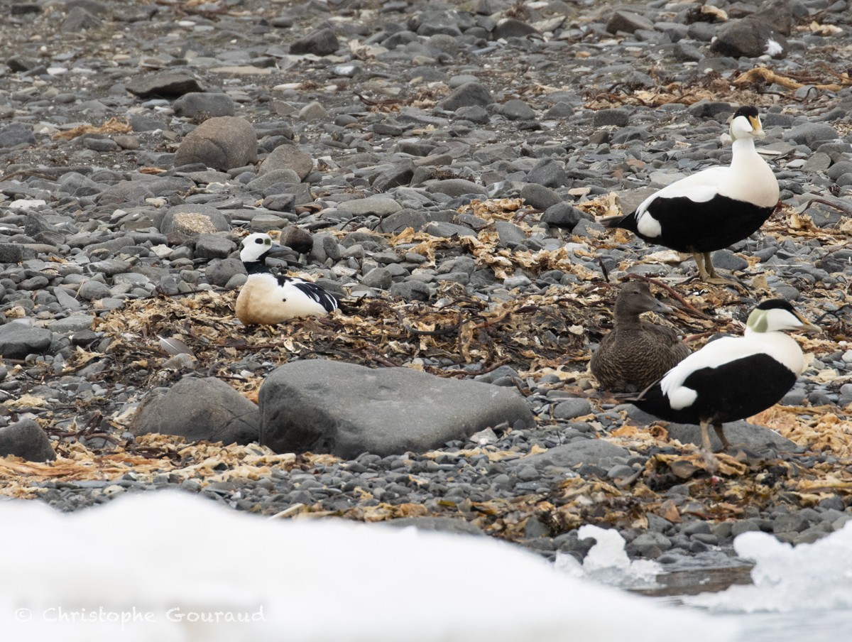 Steller's Eider - ML621632915