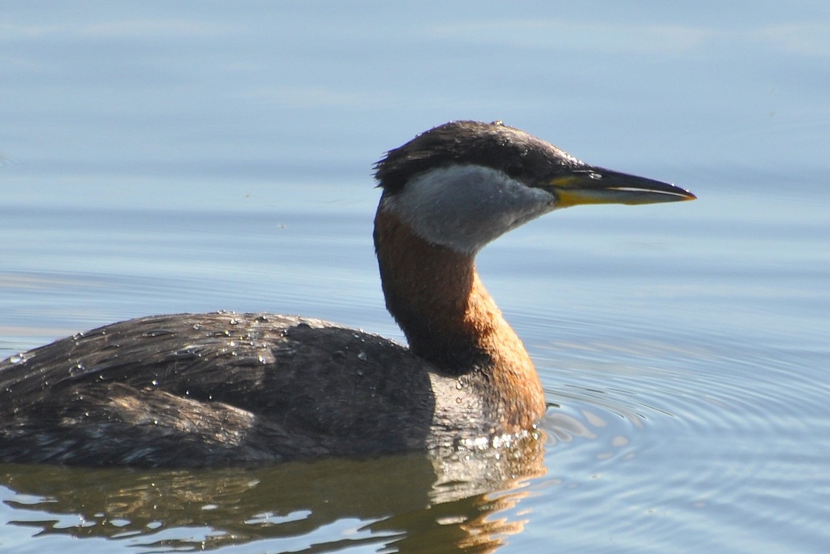 Red-necked Grebe - ML621632960