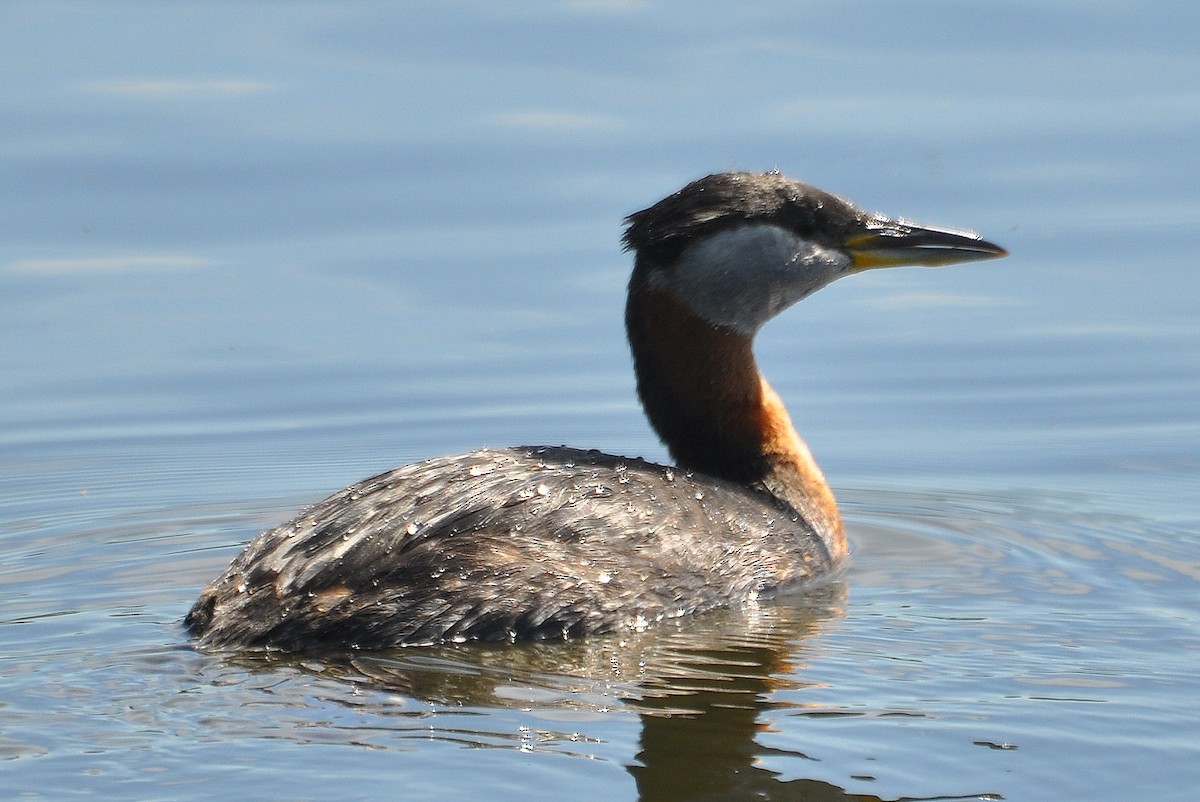 Red-necked Grebe - ML621632961