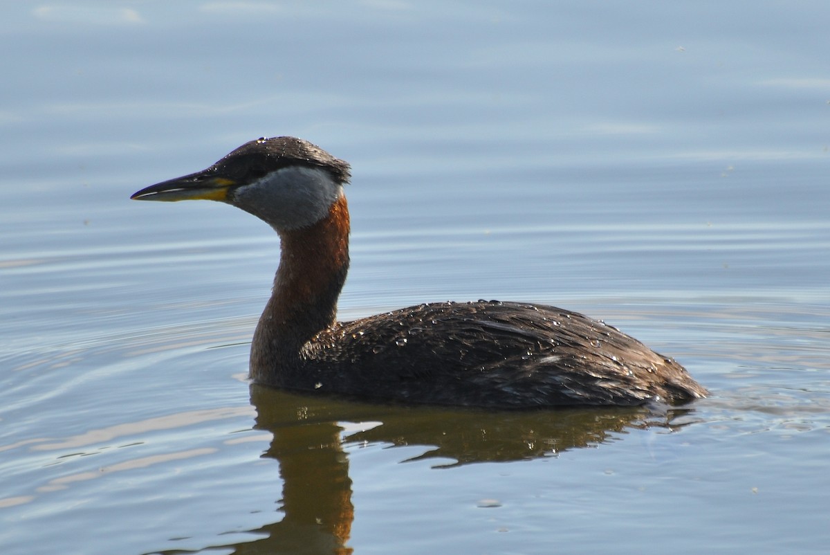 Red-necked Grebe - ML621632962
