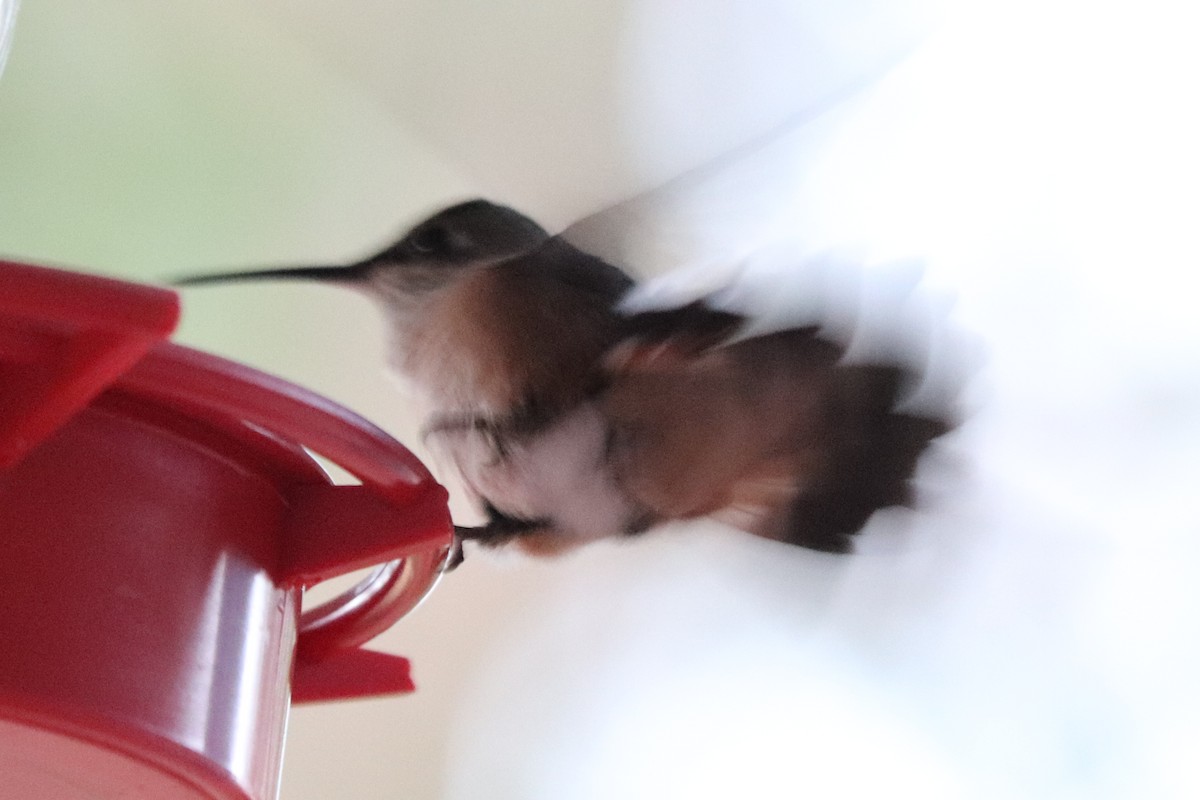 Calliope Hummingbird - ML621632964