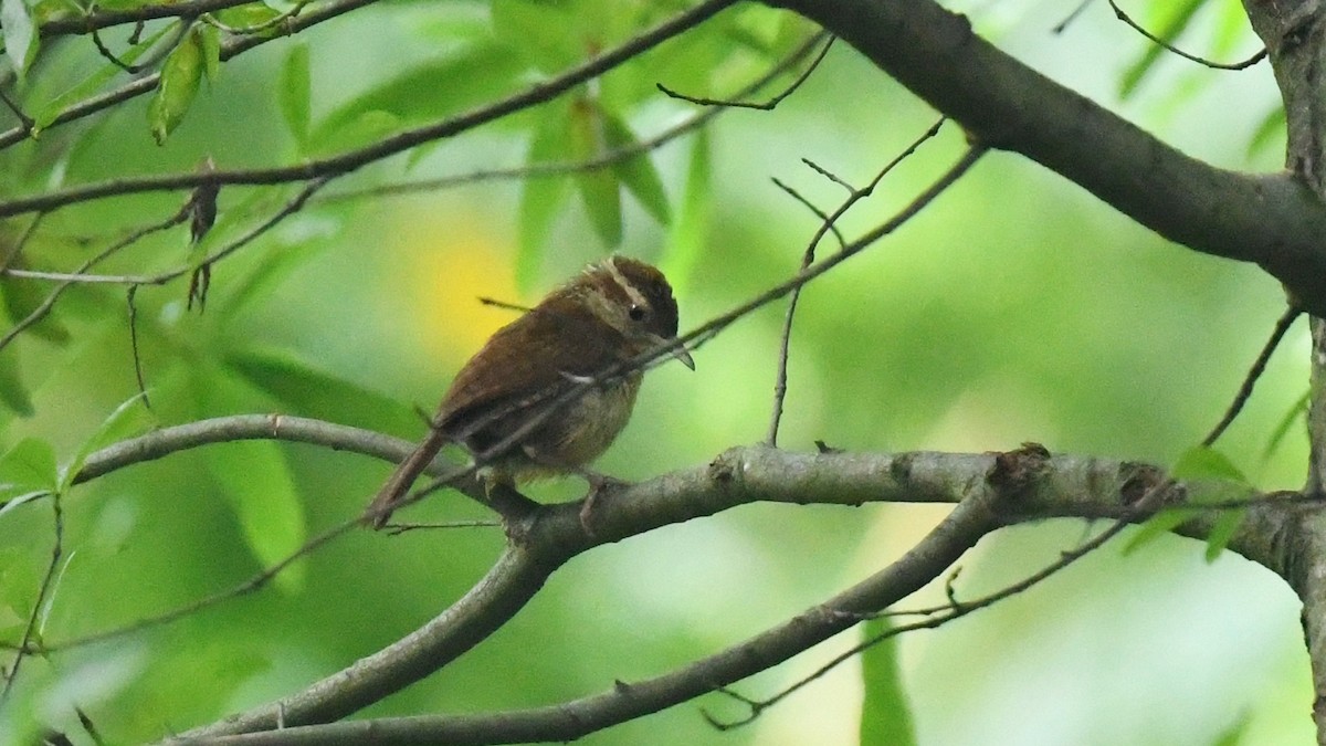 Carolina Wren - Ergün Cengiz